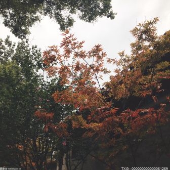 明年纪录片将在主题上不断深化 讲究人文价值的传递