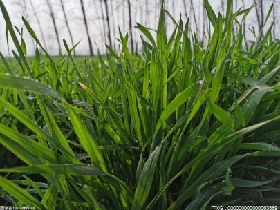 “头雁”飞“雁阵”随 襄阳守牢农产品产业发展初心