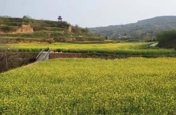 阳春三月，黄山区永丰乡油菜花竞相绽放