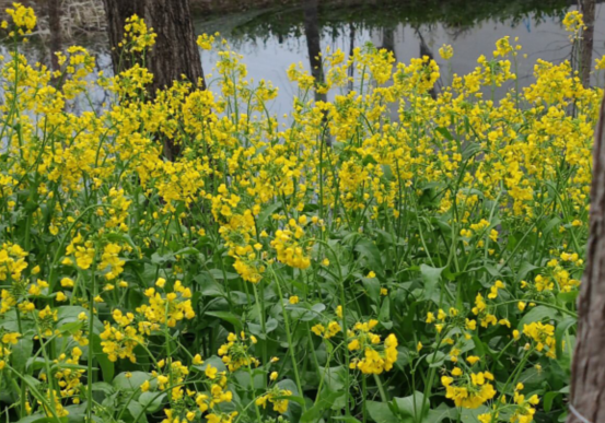 262亩彩色油菜花竞相绽放 富阳水上运动中心打造田园画卷