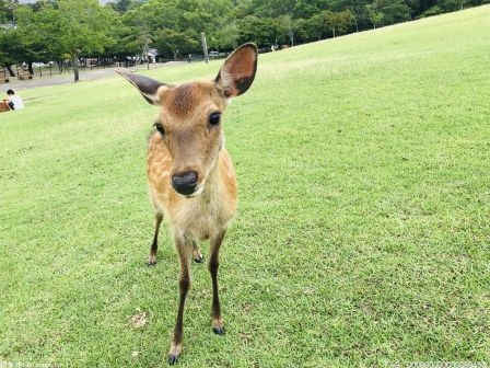 投资30亿元！邵阳大祥区将建野生动物园