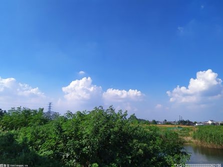 巢湖湿地成水草丰茂的“候鸟天堂”