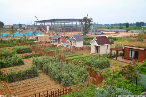 2025年长沙将新建油茶丰产林42万亩